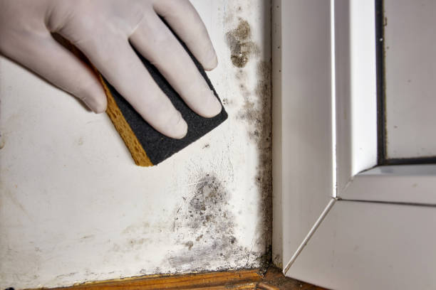 Best Biohazard Mold Removal  in Valatie, NY